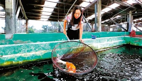 錦鯉女王|【千萬種故事】錦鯉女王鍾瑩瑩 培育水中多彩藝術品